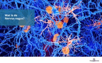 Wat is de Nervus Vagus?